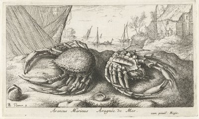 To edderkoppkrabber nær et fiskenett Araneus Marinus Aragnée de Mer (tittel på objekt) Fisk og andre sjødyr - saltvanns andre serie (serietittel) Poissons de mer (serietittel) av Albert Flamen