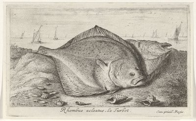 To piggvar på stranden Rhombus acleatus. Le Piggvar. (tittel på objekt) Fisk og andre sjødyr - saltvann tredje serie (serietittel) Poissons de mer (serietittel) av Albert Flamen