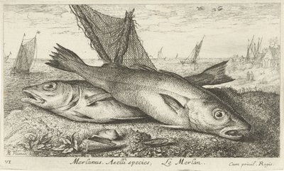 To hvittinger på stranden Merlanus. Aselli-art, Lemerlan. (tittel på objekt) Fisk og andre sjødyr - saltvanns første serie (serietittel) Diverse Especes de Poissons de mer (serietittel) av Albert Flamen