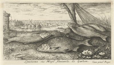 Fire mort i et fiskegarn Leuciscus siue Mugil fluuiatilus. Le Gardon. (tittel på objekt) Fisk og andre sjødyr - ferskvanns første serie (serietittel) Diverse Especes de Poissons d