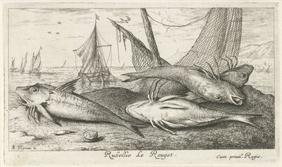 Fire røde multer på stranden Rubellio Le Rouget. (tittel på objekt) Fisk og andre sjødyr - saltvanns andre serie (serietittel) Poissons de mer (serietittel) av Albert Flamen
