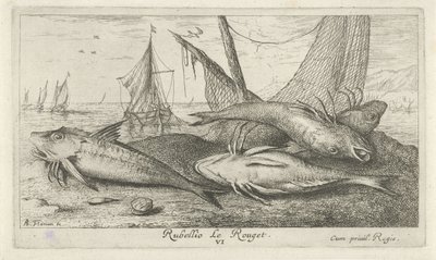 Fire røde multer på stranden Rubellio Le Rouget. (tittel på objekt) Fisk og andre sjødyr - saltvanns andre serie (serietittel) Poissons de mer (serietittel) av Albert Flamen