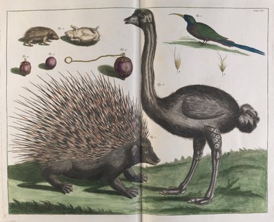Malacca pinnsvin, Erinaceus malaccensis og struts, Struthio carmelis av Albertus Seba