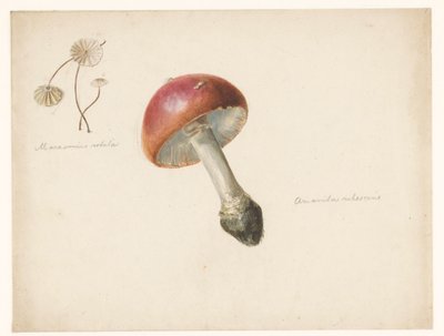 Studieark med sopp, Amanita Rubescens og Marasmius Rotula av Albertus Steenbergen