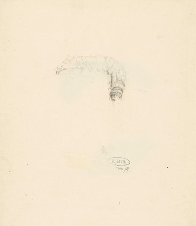 Studieblad met rups, Lasiocampa Quireifolia av Albertus Steenbergen