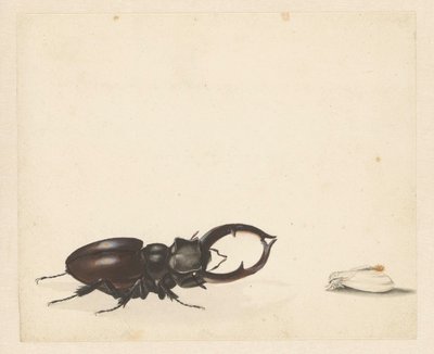 Studieark med hjortebille og nyklekket møll av Albertus Steenbergen