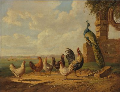 Kyllinger og påfugl i et landskap Kyllinger og påfugl i et landskap av Albertus Verhoesen