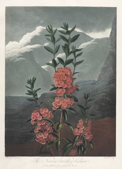 The Temple of Flora, eller Naturens hage: Den smalbladede Kalmia av Albrecht Altdorfer