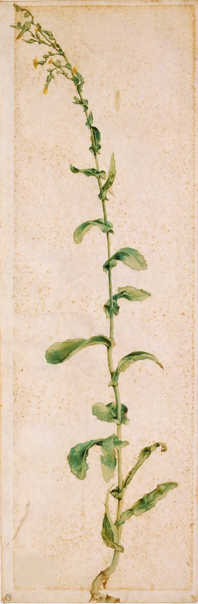 En tobakksplante, første kvartal av 1500-tallet.. av Albrecht Dürer