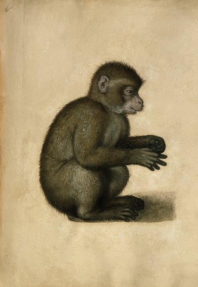 Monkey / akvarell, tilskrevet A.Dürer. av Albrecht Dürer