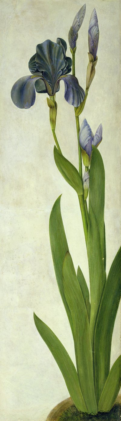 En iris (toalett og gouache på papir) av Albrecht Dürer