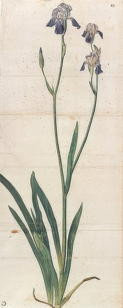 Blåblomstrende iris - Iris Germanica (Iris Trojana?). Rundt 1503 av Albrecht Dürer