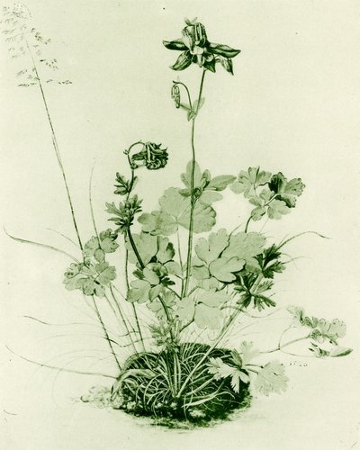 Akeleie av Albrecht Dürer