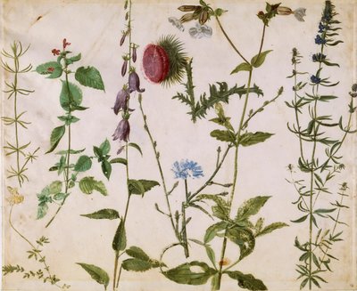 Åtte studier av ville blomster, ca 1515-1520. av Albrecht Dürer