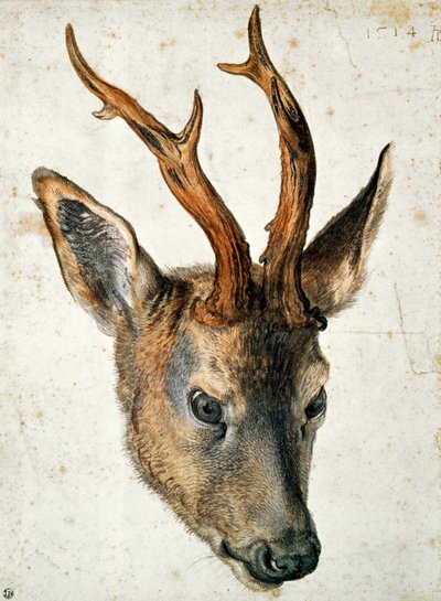 Hode av et rådyr (penn og blekk og wc på papir) av Albrecht Dürer