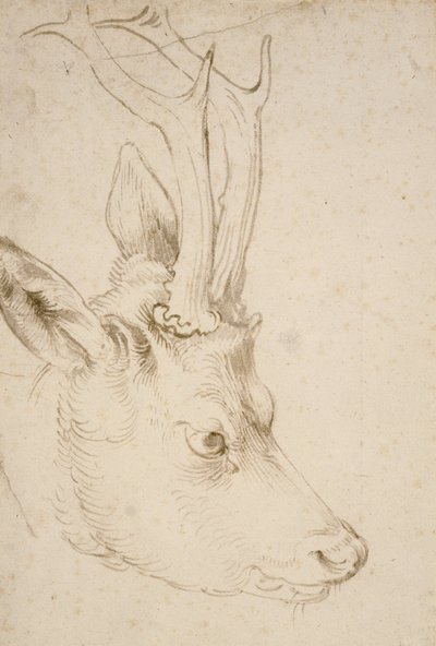Hodet til en rognbukk av Albrecht Dürer