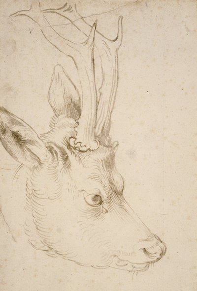 Leder for en rognbukk, 1503 av Albrecht Dürer
