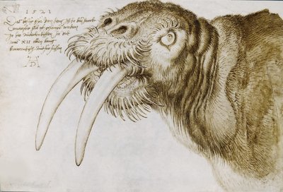 Leder for en hvalross, 1521. av Albrecht Dürer