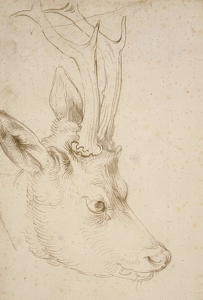 Hodet til en rognbukk. Rundt 1503 av Albrecht Dürer