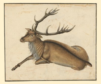 Liggende hjort, vendt mot venstre av Albrecht Dürer