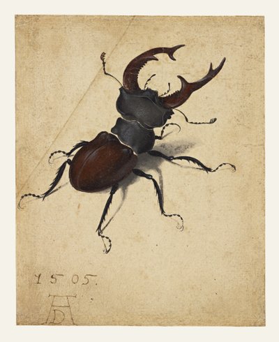  av Albrecht Dürer