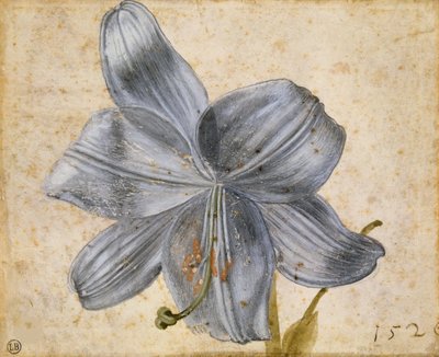 Studie av en lilje, 1526. av Albrecht Dürer