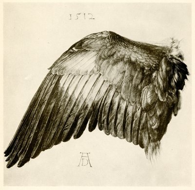 Vinge av en blå rulle av Albrecht Dürer