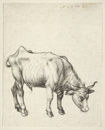 Ung okse av Albrecht Dürer