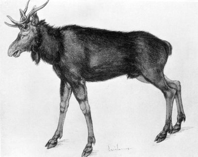 Ung skandinavisk elg med umodne gevirer, sent på 1400- og begynnelsen av 1500-tallet 1913. av Albrecht Dürer