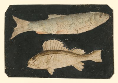 To fisker over hverandre (ørret og Knorrfisk) av Albrecht Dürer