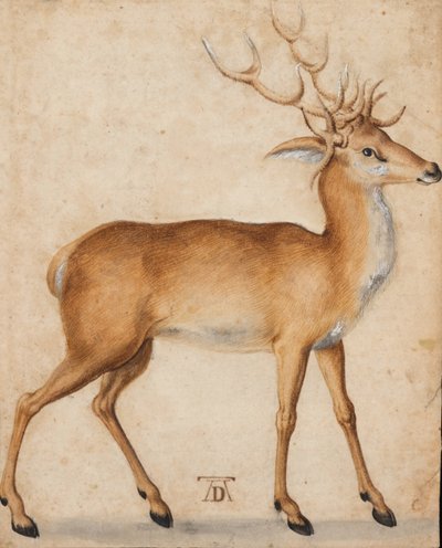 En hjort av Albrecht Dürer