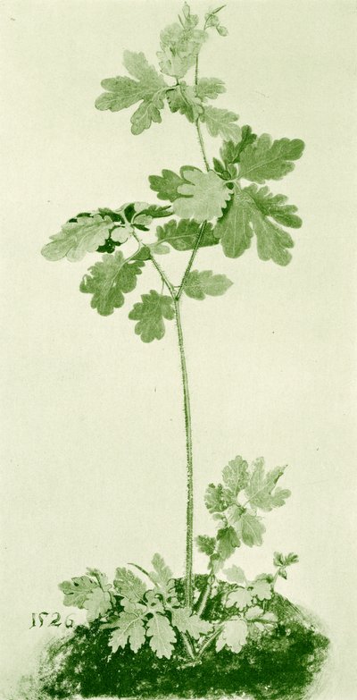 Svalort av Albrecht Dürer