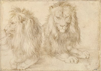 To sittende løver - Tegning av Albrecht Durer (1471-1528) av Albrecht Dürer