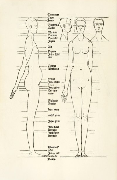 Kvinnelig anatomisk tresnitt fra "Herin er forstått fire bøker av menneskelige proporsjoner" av Albrecht Dürer