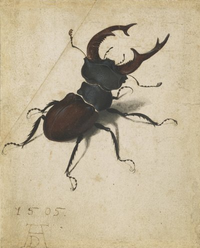 Hjortebille av Albrecht Dürer