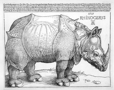 Neshornet, 1515 av Albrecht Dürer