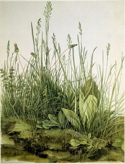 Skitten med ville urter Akvarell av Albrecht Durer (1471-1528) 1503 Dim. 41x31,5 cm Grafikk Sammlung Albertina av Albrecht Dürer