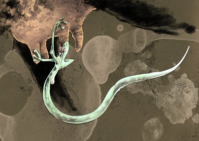 Fantastiske monstre og skapninger, kryptozoologi: representasjon av en Tatzelworm (eller orm en poter eller arassas) Tegning av Alessandro Lonati, 2012 av Alessandro Lonati
