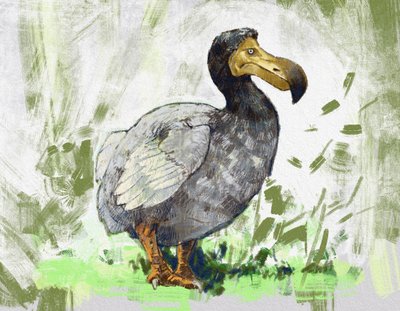 Representasjon av den utdødde dodofuglen (illustrasjon) av Alessandro Lonati