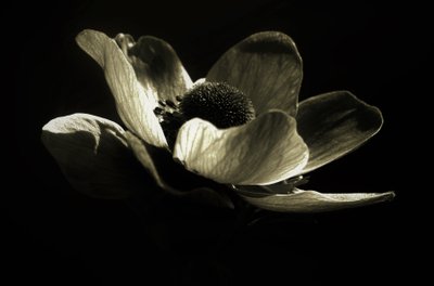 Uten tittel, 2019, (fotografi) av Alex Caminker
