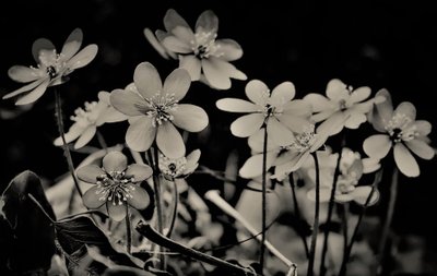 kor, 2019, (fotografi) av Alex Caminker