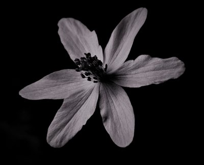 konstruksjon, 2019, (fotografering) av Alex Caminker