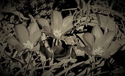 familie, 2019, (fotografi) av Alex Caminker