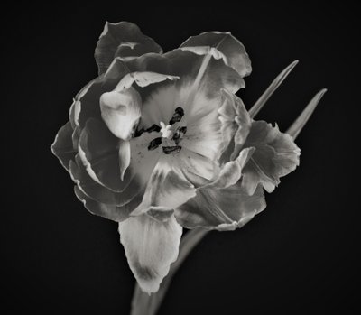 blomstens geometri, 2019, (fotografi) av Alex Caminker