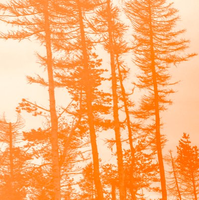 hvis trærne var oransje, 2019, (collage) av Alex Caminker