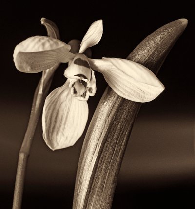 naturens komposisjon, 2019, (fotografi) av Alex Caminker