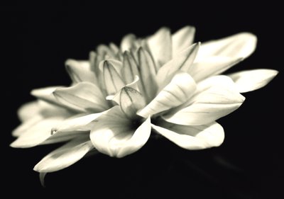 organisk arkitektur; (fotografi) av Alex Caminker