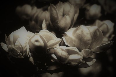 hemmelig anatomi, 2019, (fotografi) av Alex Caminker