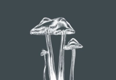sølvsopp, 2019, (fotografi) av Alex Caminker