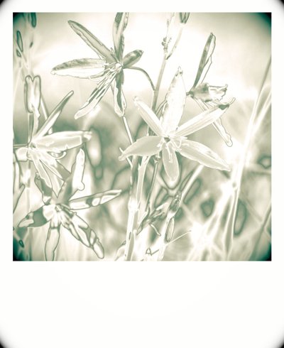 sølvplanter, 2019, (fotografi) av Alex Caminker